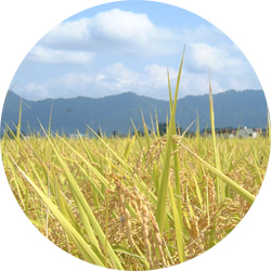 日本一美味しいお米が採れる新潟県南魚沼市塩沢地区